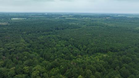 Pine Plantation / Duck Hunting Land for sale - image 8