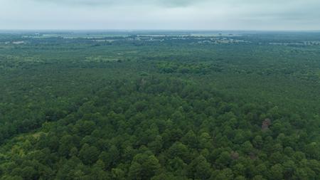 Pine Plantation / Duck Hunting Land for sale - image 9