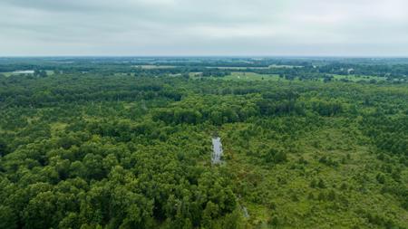 Pine Plantation / Duck Hunting Land for sale - image 12