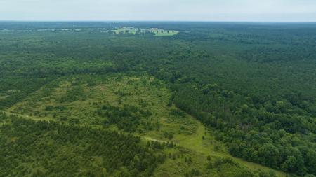 Pine Plantation / Duck Hunting Land for sale - image 13