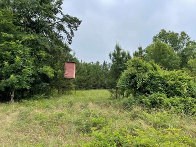 Pine Plantation / Duck Hunting Land for sale - image 20