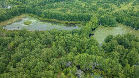 Pine Plantation / Duck Hunting Land for sale - image 6