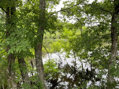 Pine Plantation / Duck Hunting Land for sale - image 17