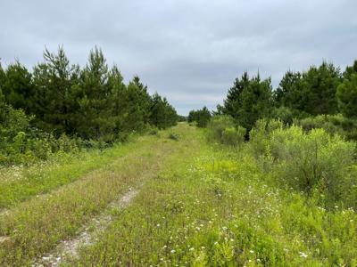 Pine Plantation / Duck Hunting Land for sale - image 28