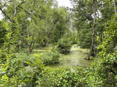 Pine Plantation / Duck Hunting Land for sale - image 16