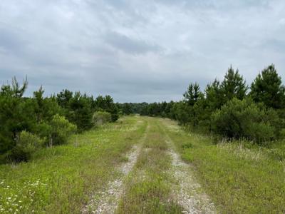 Pine Plantation / Duck Hunting Land for sale - image 24