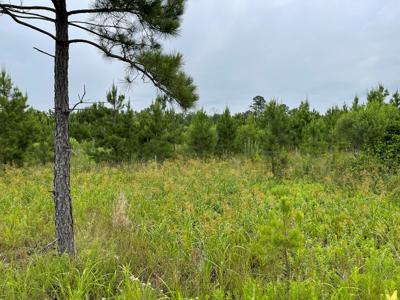 Pine Plantation / Duck Hunting Land for sale - image 22