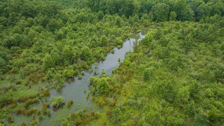 Pine Plantation / Duck Hunting Land for sale - image 11