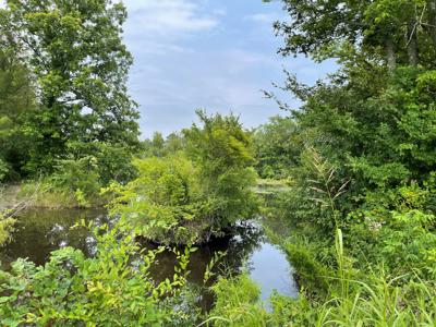 Pine Plantation / Duck Hunting Land for sale - image 15