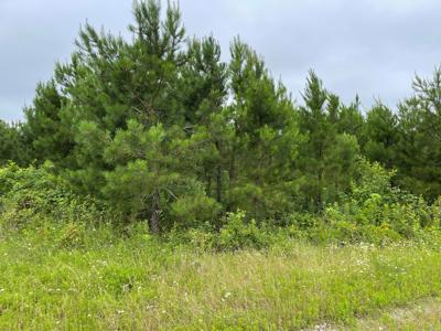 Pine Plantation / Duck Hunting Land for sale - image 27