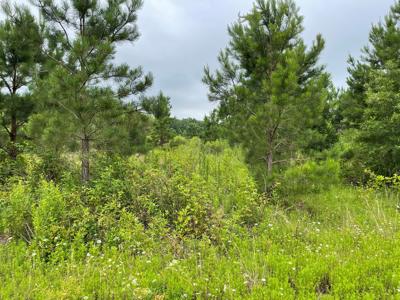 Pine Plantation / Duck Hunting Land for sale - image 26