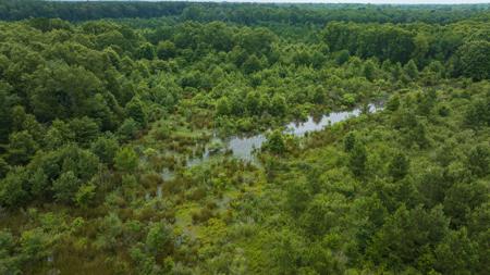 Pine Plantation / Duck Hunting Land for sale - image 2