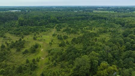 Pine Plantation / Duck Hunting Land for sale - image 3