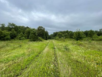 Pine Plantation / Duck Hunting Land for sale - image 25