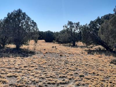 Norther AZ off grid 20 acre parcel available - image 3