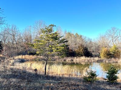 Land for Sale in Steelville, MO - image 15