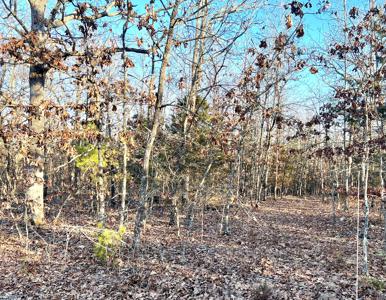 Land for Sale in Steelville, MO - image 3