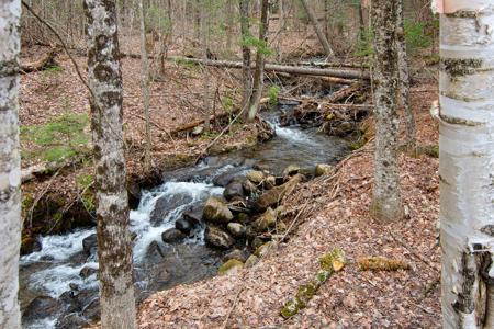 Trailside at Burke Mountain Resort! - image 3