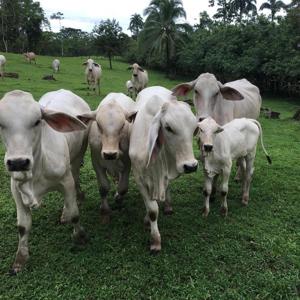 Costa Rica waterfront homes, rental income farm property - image 24