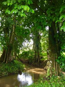 Costa Rica waterfront homes, rental income farm property - image 37