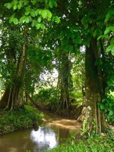 Costa Rica waterfront homes, rental income farm property - image 18