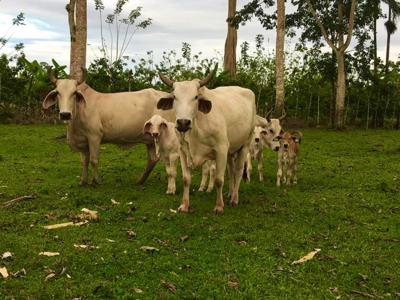 Costa Rica waterfront homes, rental income farm property - image 36