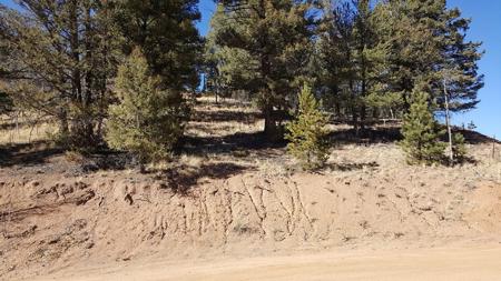 Mountain Lot in Divide Colorado - image 3