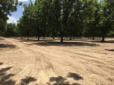 Irrigated Pecan Orchard  Lubbock County Tx - image 3