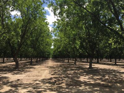 Irrigated Pecan Orchard  Lubbock County Tx - image 1