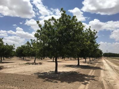 Irrigated Pecan Orchard  Lubbock County Tx - image 19