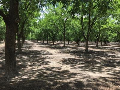 Irrigated Pecan Orchard  Lubbock County Tx - image 4