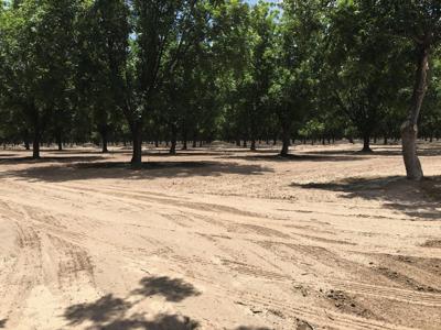 Irrigated Pecan Orchard  Lubbock County Tx - image 2