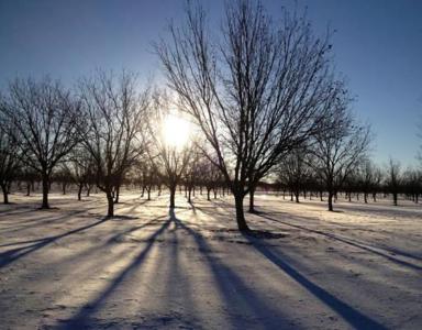 Irrigated Pecan Orchard  Lubbock County Tx - image 21