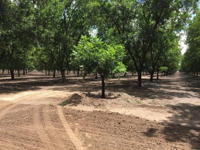 Irrigated Pecan Orchard  Lubbock County Tx - image 15