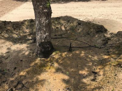 Irrigated Pecan Orchard  Lubbock County Tx - image 16