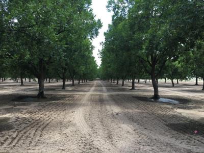 Irrigated Pecan Orchard  Lubbock County Tx - image 7