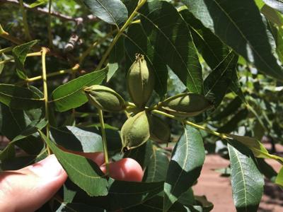 Irrigated Pecan Orchard  Lubbock County Tx - image 12