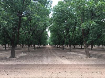 Irrigated Pecan Orchard  Lubbock County Tx - image 6