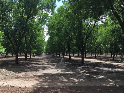 Irrigated Pecan Orchard  Lubbock County Tx - image 8