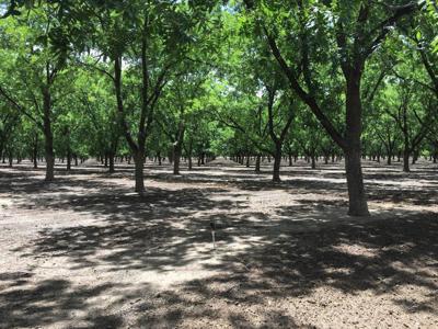 Irrigated Pecan Orchard  Lubbock County Tx - image 5