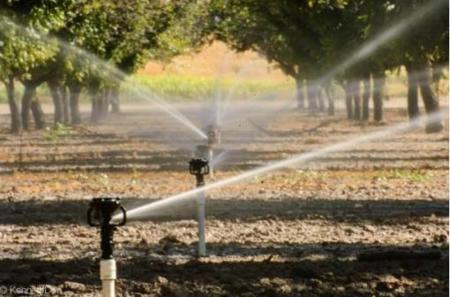 Irrigated Pecan Orchard  Lubbock County Tx - image 9