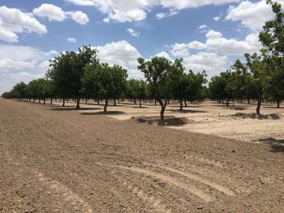 Irrigated Pecan Orchard  Lubbock County Tx - image 18